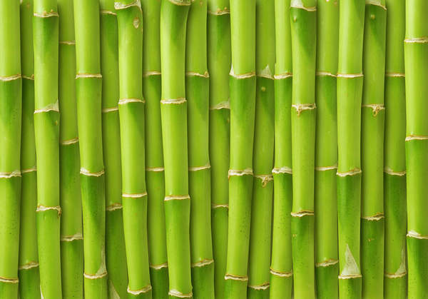 Фотообои на стену "Зеленый бамбук"