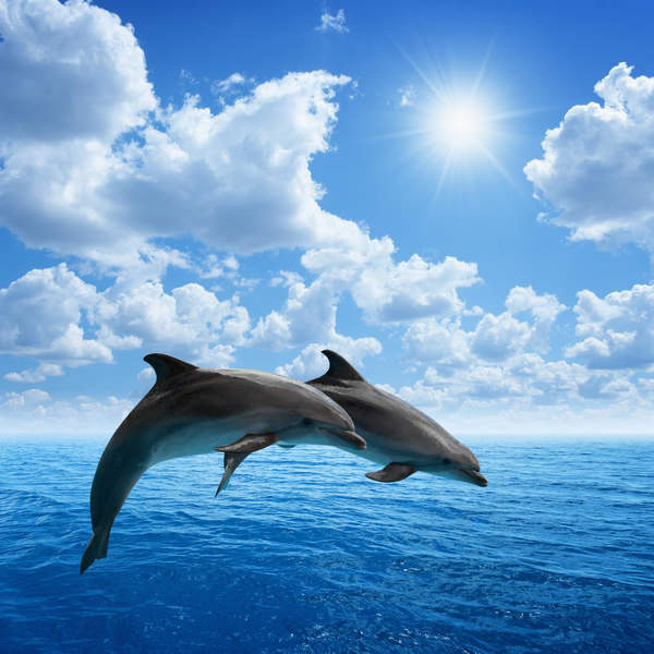 Фотообои с парой дельфинов в прыжке