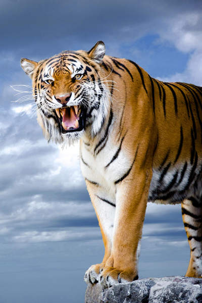 Фотообои - Бенгальский тигр