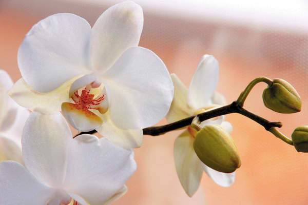 Фотообои с белой орхидеей крупным планом