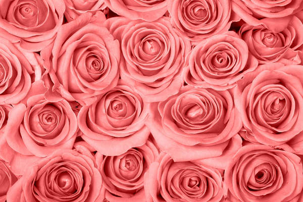 Фотообои с нежным фоном из розовых роз