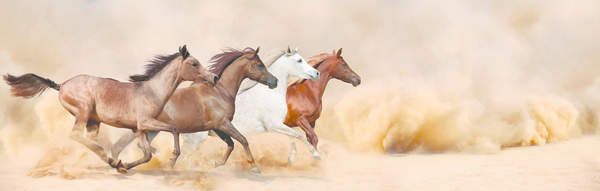 Фотообои - Панорама с лошадьми