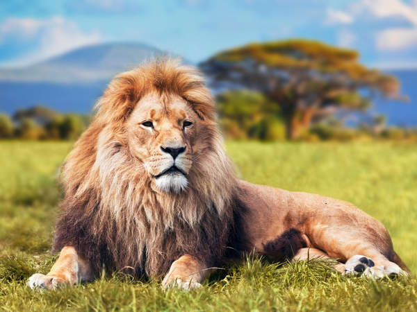 Фотообои с африканским львом