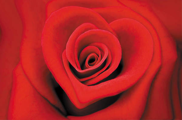 Фотообои - Сердце розы