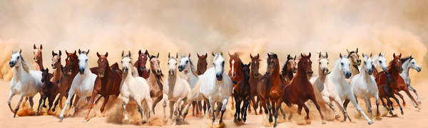 Фотообои - Панорама с лошадьми