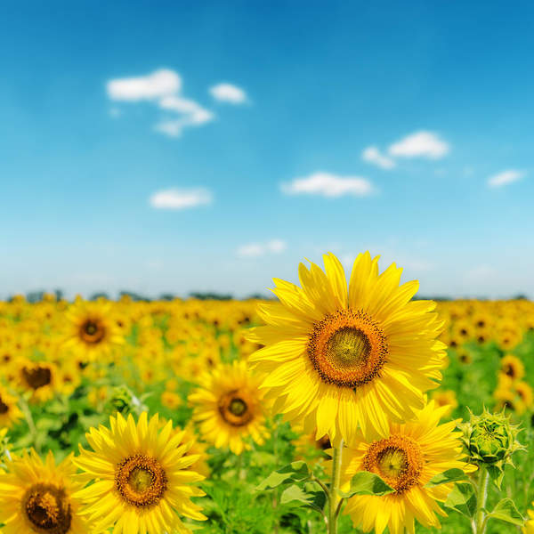 Фотообои с полем подсолнухов