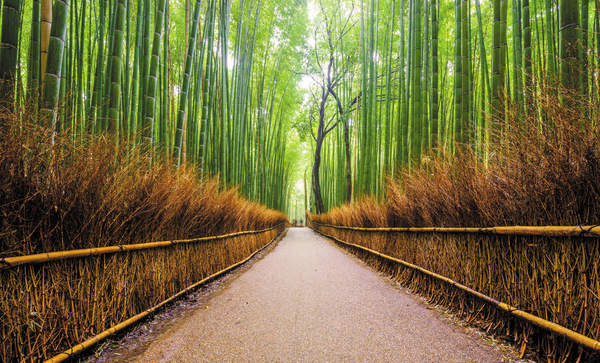 Дорога через бамбуковый лес — Обои для стен