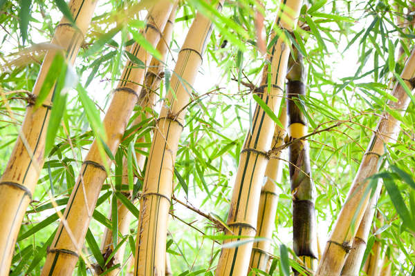 Фотообои на стену — Желтый бамбук