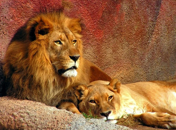 Фотообои - Лев и львица