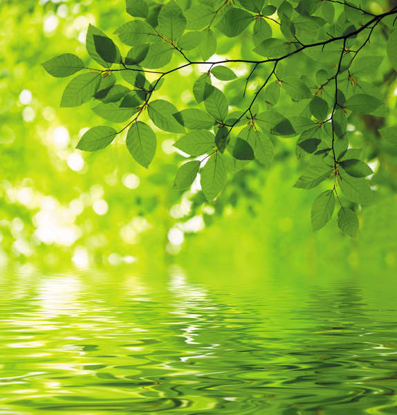 Фотообои с зеленой листвой над водой