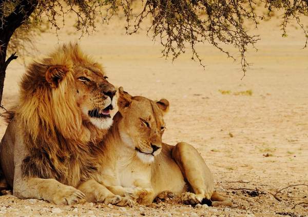 Фотообои - Львица и лев