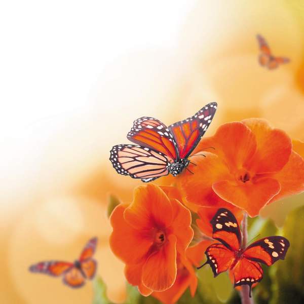 Фотообои с ярким цветком и бабочкой