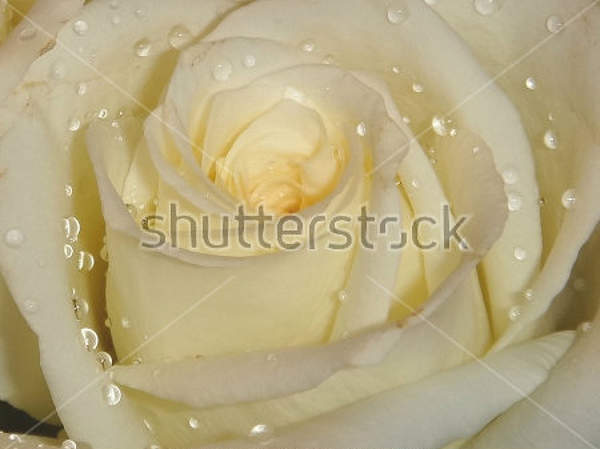 Фотообои с белой розой крупным планом