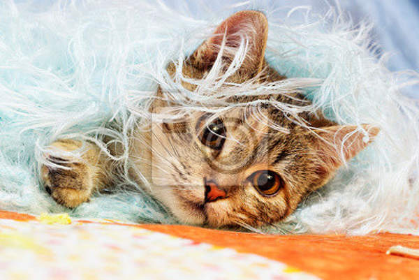 Фотообои с кошкой на пушистом одеяле