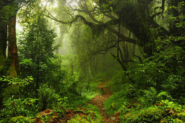 Субтропический лес — Обои на стену