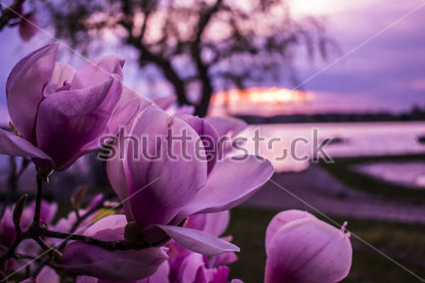 Фотообои с красивым цветком на фоне заката
