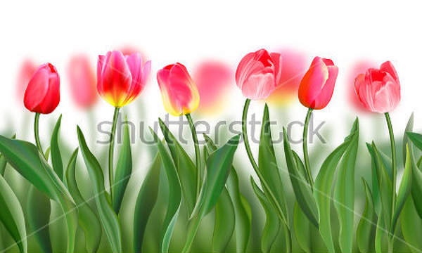 Фотообои с тюльпанами на размытом фоне