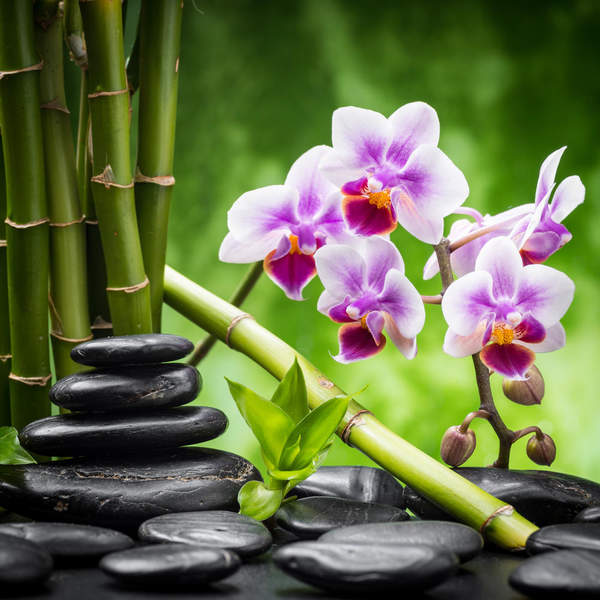Цветы орхидеи и бамбук. Спа-натюрморт