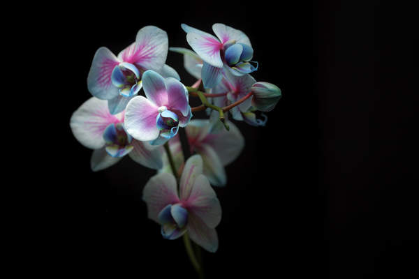 Голубая орхидея на черном