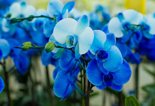 Букет из голубых орхидей
