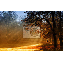 Фотообои - Солнечный свет в лесу