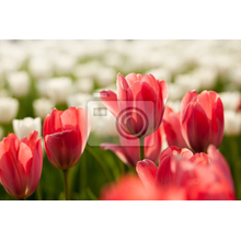 Фотообои - Белые и красные тюльпаны