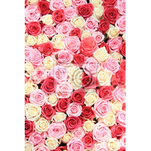 Фотообои на стену с белыми и розовыми розами