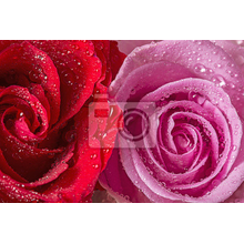 Фотообои - Две розы в росе
