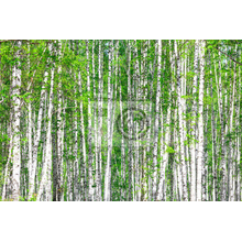 Фотообои с березовым лесом