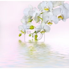 Фотообои с белыми орхидеи над водой