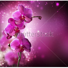 Фотообои на стену - Фиолетовая орхидея