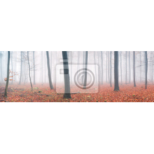 Фотообои - Деревья в тумане