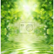 Фотообои с зелеными листьями над водой