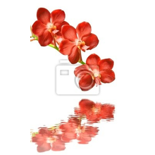 Фотообои с красными орхидеями на белом фоне и отражением в воде
