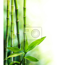 Фотообои с молодым бамбуком на белом фоне