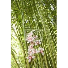 Фотообои с орхидеей и бамбуком