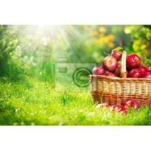 Фотообои для кухни - Корзина с яблоками в саду