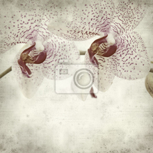 Фотообои на стену с винтажными орхидеями