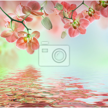 Фотообои с розовыми орхидеями над водой