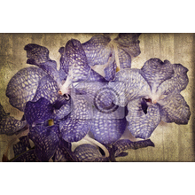 Фотообои с орхидеями в винтажном стиле