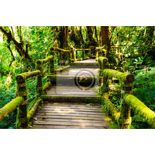 Фотообои "Деревянная тропинка в лесу"