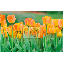 Фотообои - Желтые тюльпаны