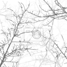 Фотообои - иллюстрация  - Ветвь