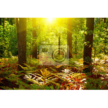 Фотообои "Солнечный свет в лесу"