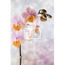 Вертикальные фотообои с орхидеями