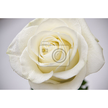 Фотообои - Белая роза с капельками росы крупным планом