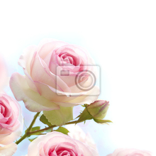 Фотообои - Нежно-розовая роза
