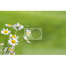 Фотообои - Лекарственные растения