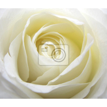 Фотообои - Белая роза крупным планом
