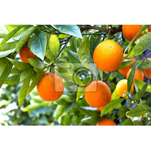 Фотообои - Апельсиновое дерево